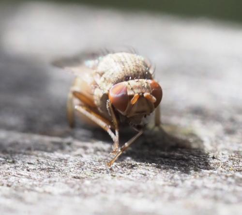 Minettia tabidiventris